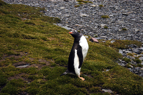 SOUTH GEORGIA ISLAND -2004