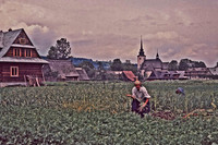 UP WITH THE ONIONS