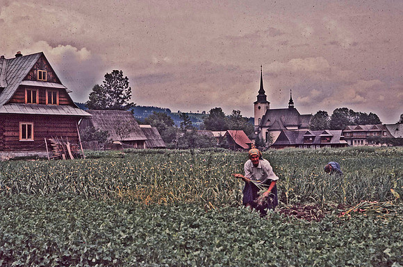 UP WITH THE ONIONS