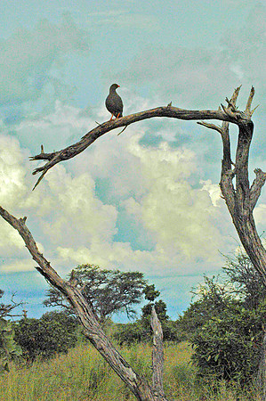 Clouds of Africa