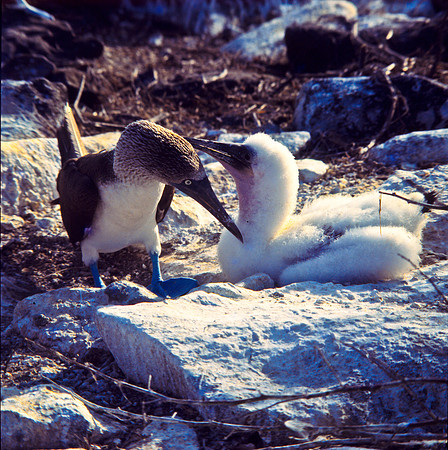 Blue Footed Booby-1