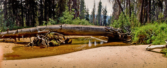 5.LIMB ACROSS POND, YOSEMITE, WL-1