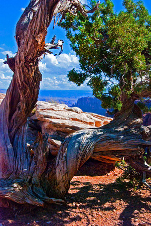 Twister Cypress