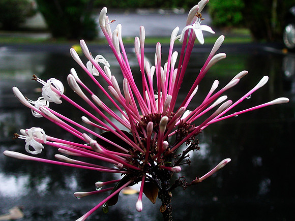 CLARODENDUM BLOSSOM