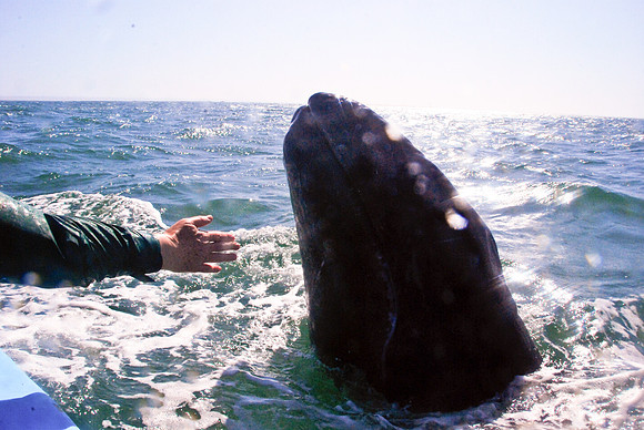 Reach Out for Greart White Whale