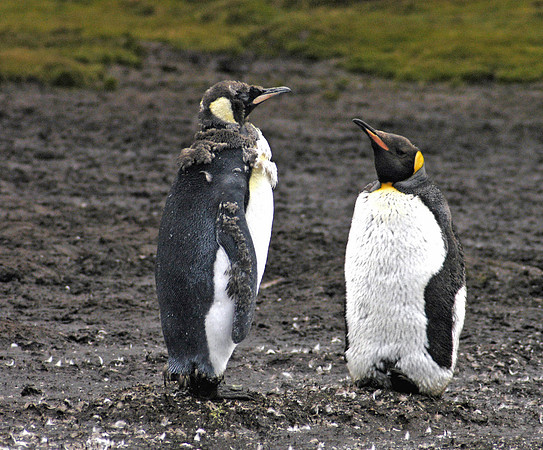 SOUTH GEORGIA ISLAND -2004