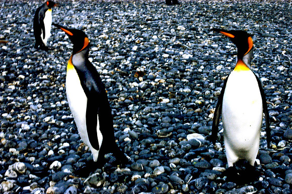 SOUTH GEORGIA ISLAND -2004