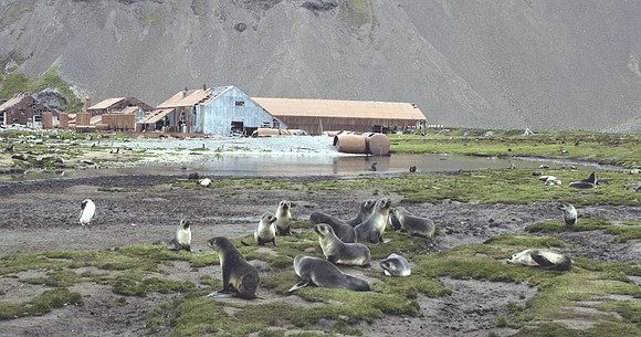 SOUTH GEORGIA ISLAND -2004